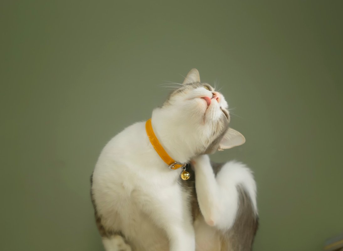 Best products for itching in cats - VETERINARY RESEARCH INFORMED PET SKIN & ORAL CARE