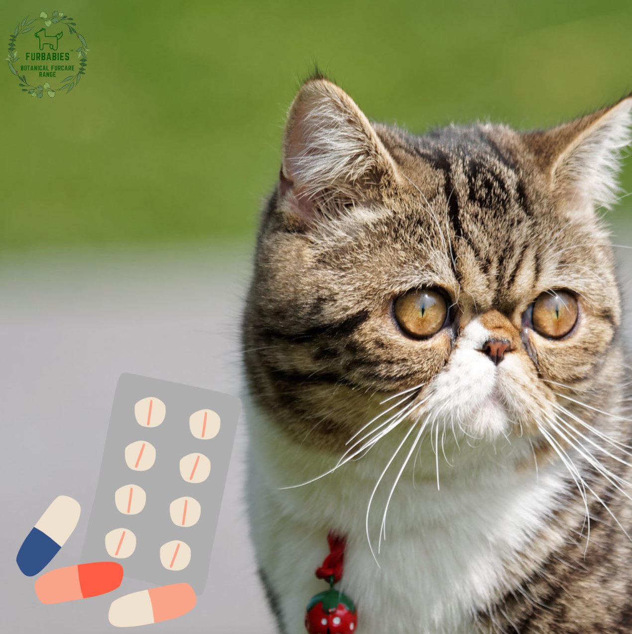 Cat or Dog Itching? Benadryl (diphenhydramine) dose calculator - FurBabies™ Botanicals | Pet Skin Barrier Repair