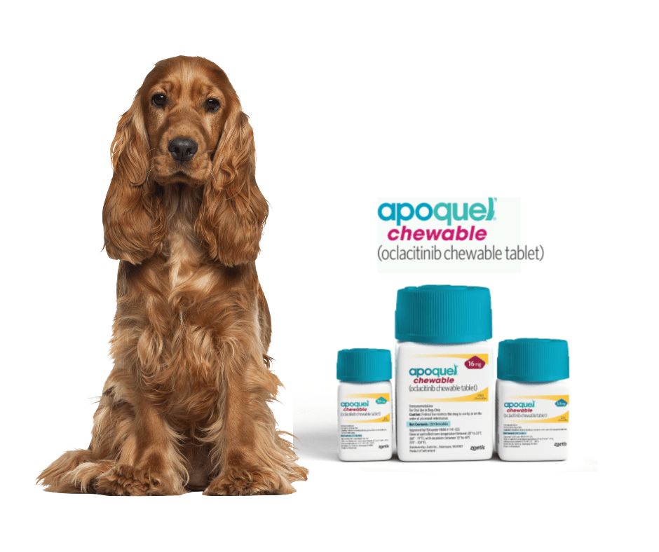 Everything You Need to Know About Oclacitinib (Apoquel) for Dogs - FurBabies™ Botanicals