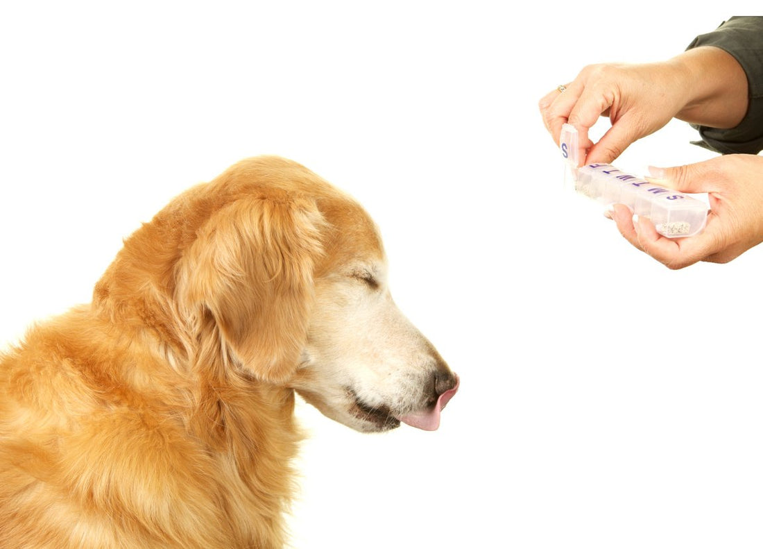 How many piriton tablets can I give my dog? - VETERINARY RESEARCH INFORMED PET SKIN & ORAL CARE