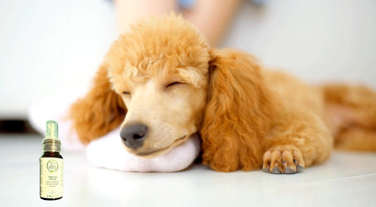 Natural Pain Relief for Dogs - VETERINARY RESEARCH INFORMED PET SKIN & ORAL CARE