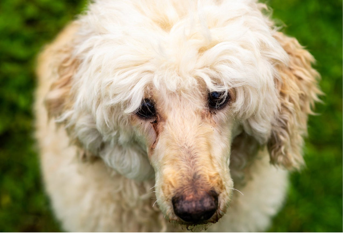 Tear stains in dogs all you need to know - VETERINARY RESEARCH INFORMED PET SKIN & ORAL CARE