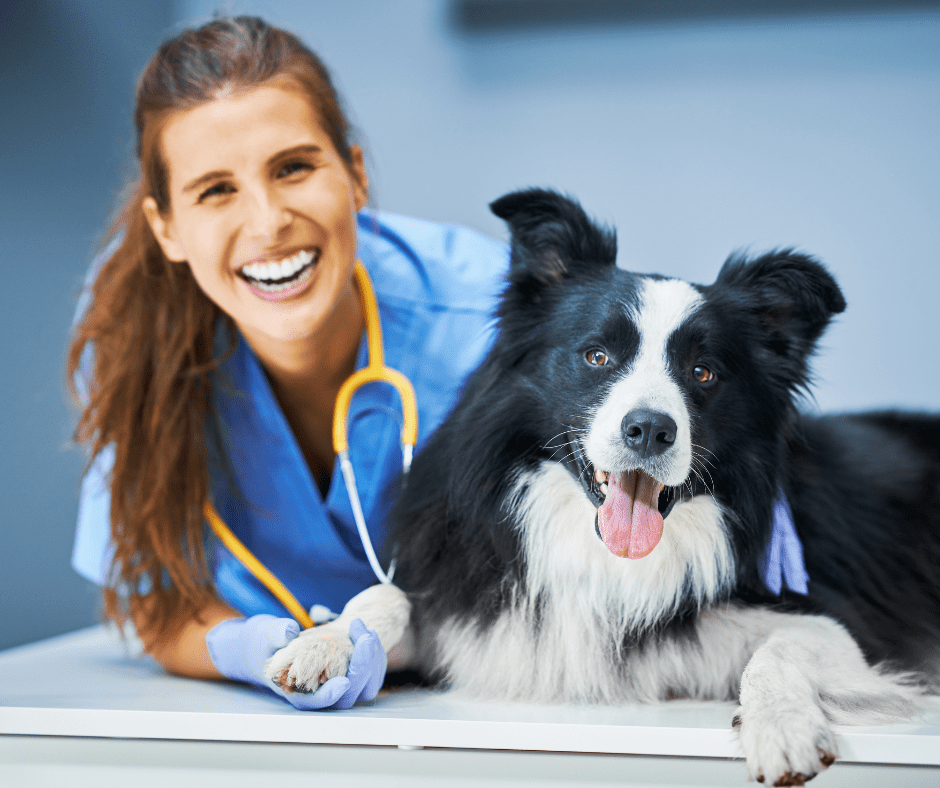 Understanding Vet Costs: What to Expect and Why They Vary - FurBabies™ Botanicals