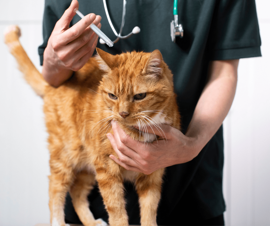 What flea treatment do vets use? - FurBabies™ Botanicals