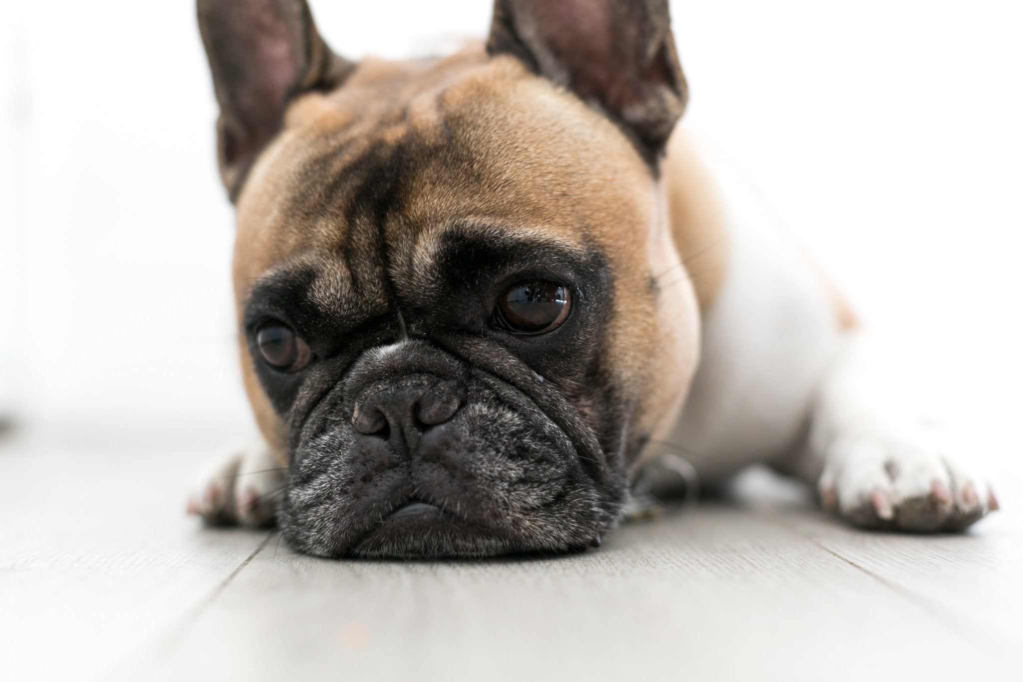 Why Protecting Pet Scent Identity Is Important - FurBabies™ Botanicals | Pet Skin Barrier Repair