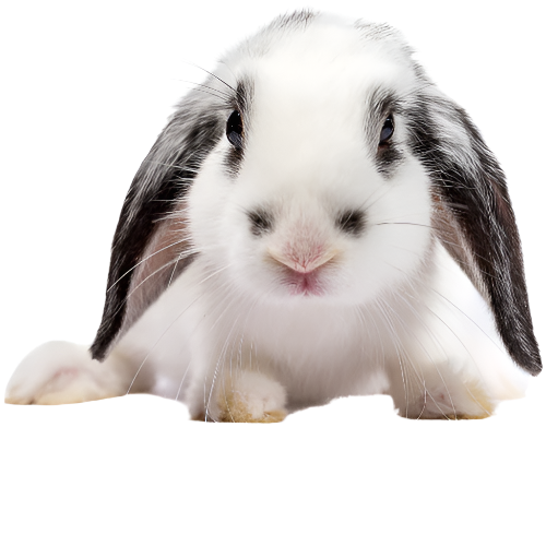 rabbit 