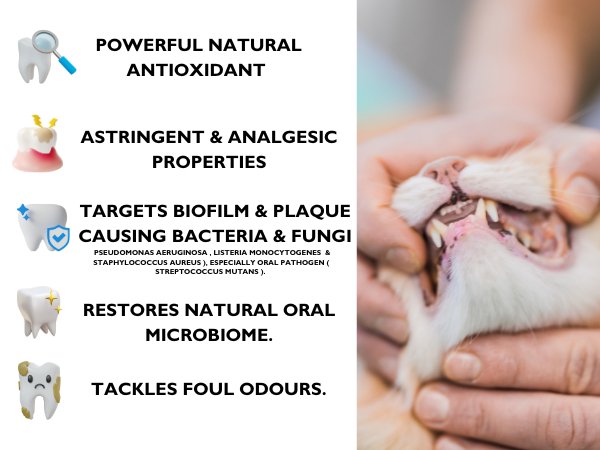 DENTASHIELD TEETH & GUMS ORAL SPRAY FOR CATS & DOGS - VETERINARY RESEARCH INFORMED PET SKIN & ORAL CARE